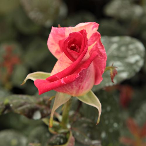 Rosa Magyarok Nagyasszonya - žltá - ružová - Stromkové ruže s kvetmi čajohybridovstromková ruža s rovnými stonkami v korune